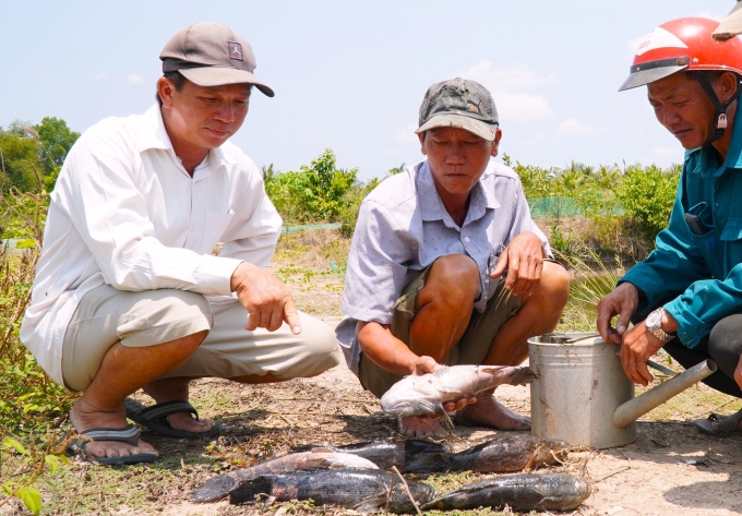 金目鱸和筍殼魚大量死亡,靠近金甌機場項目
