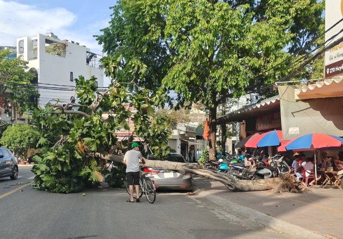 胡志明市一棵麵包樹連根拔起砸中汽車
