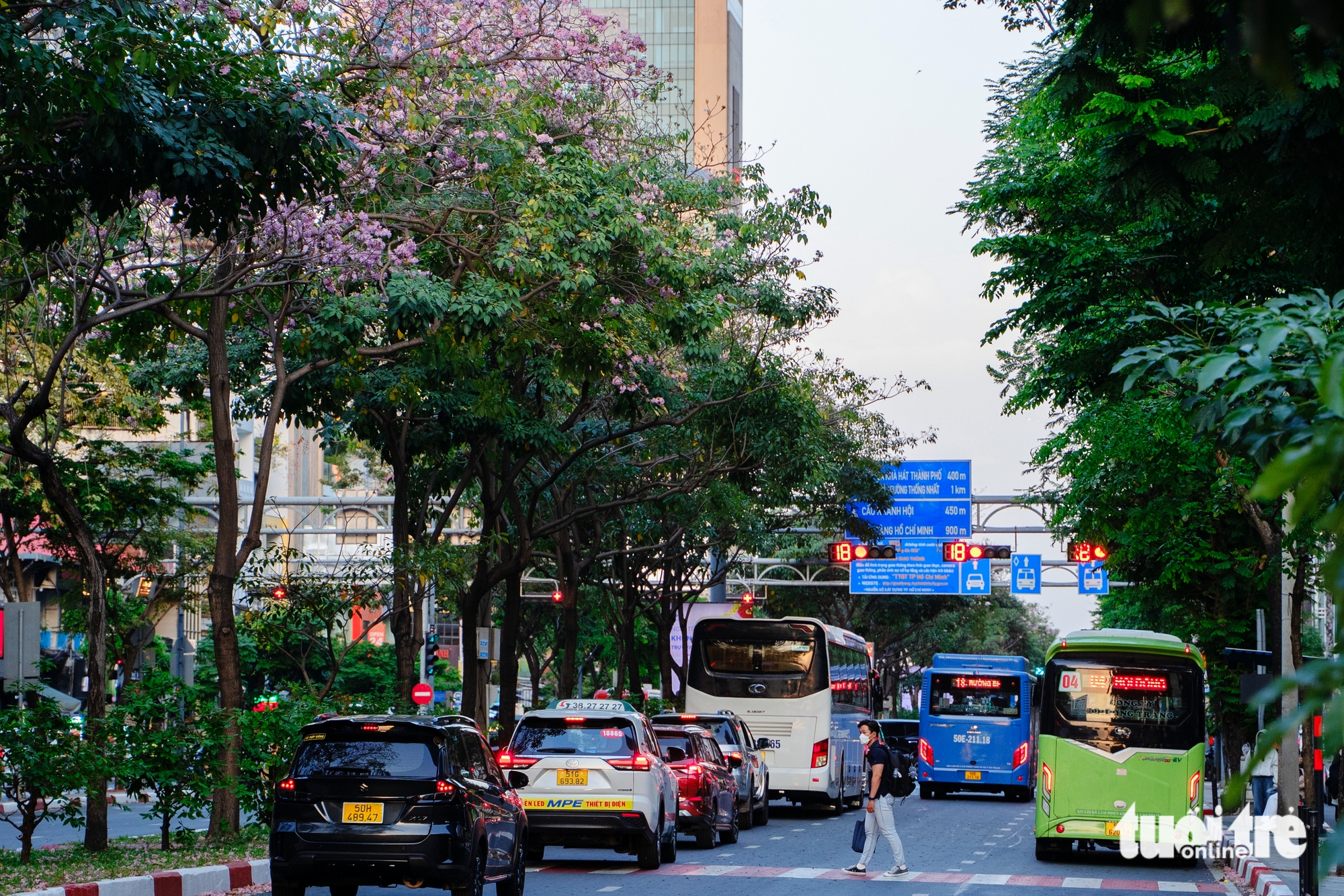 胡志明市多條街道上的粉紅喇叭花盛開