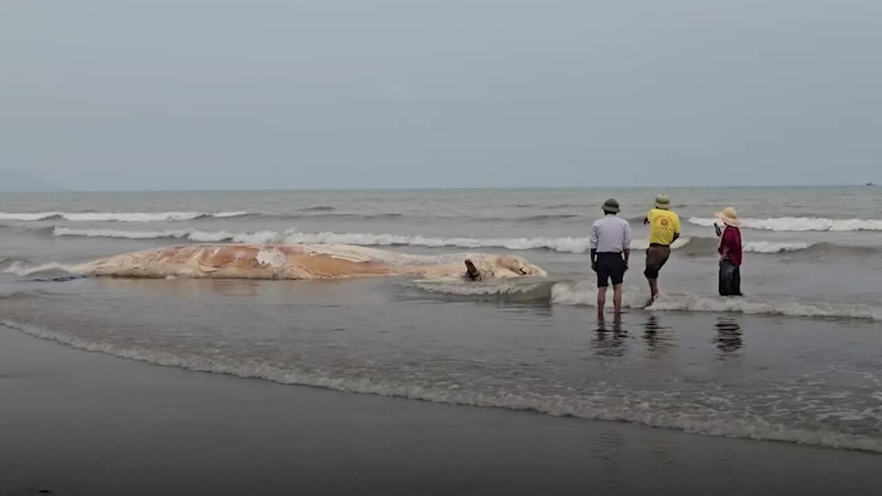 超過5噸重的鯨魚屍體被衝上乂安省海岸