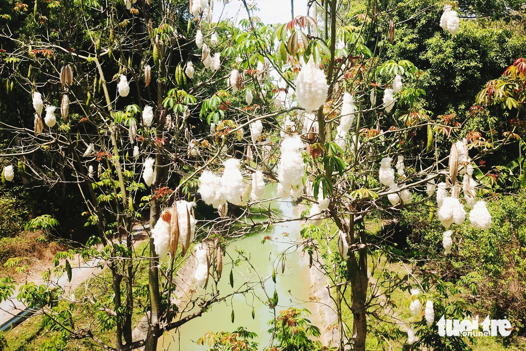 胡志明市安仁西的独特木棉树桥,游客希望无人破坏树木