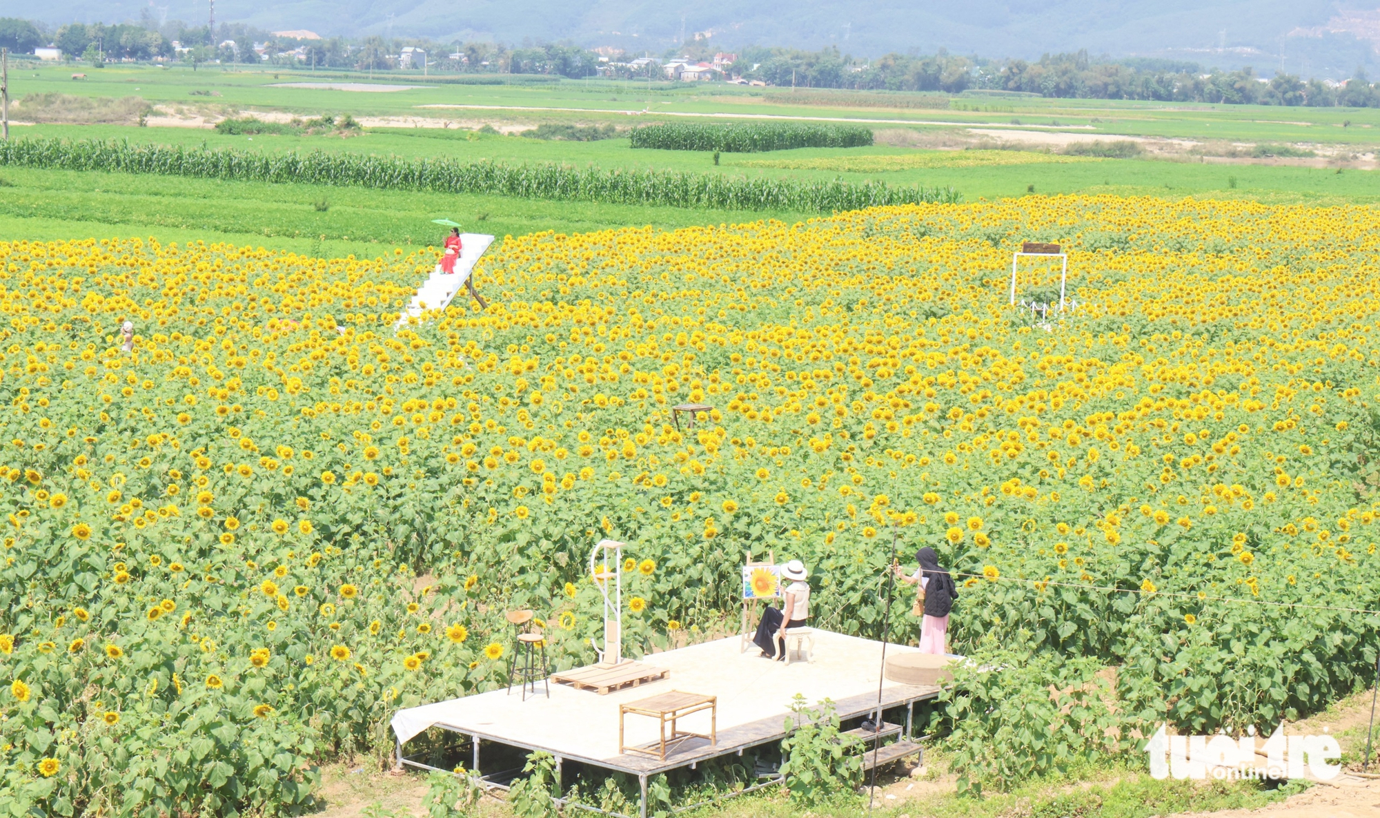 武嘉河畔向日葵花田金黃燦爛,遊客蜂擁打卡