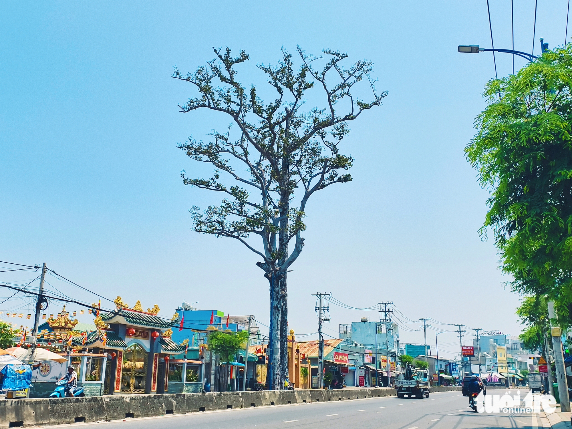 胡志明市东盛乡路边两棵百年油桐树引人注目