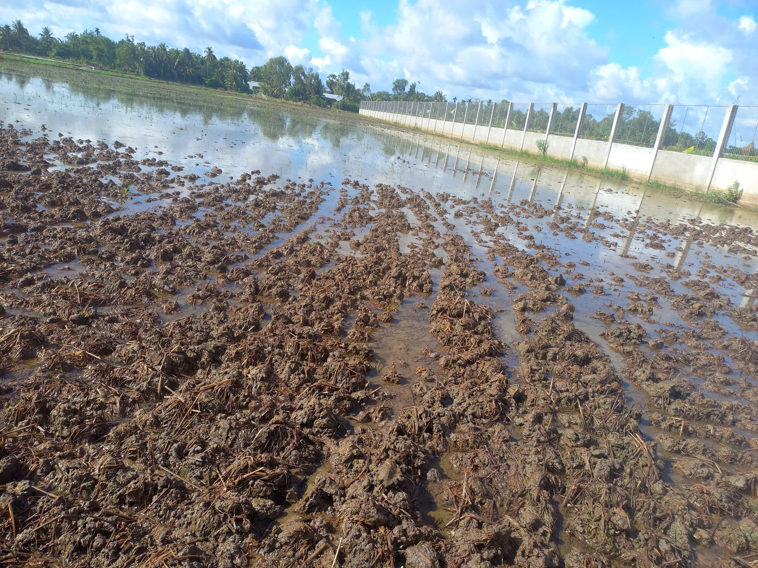 芹苴-金瓯高速公路附近水稻死亡事件：在新季播种前用雨水冲洗盐分
