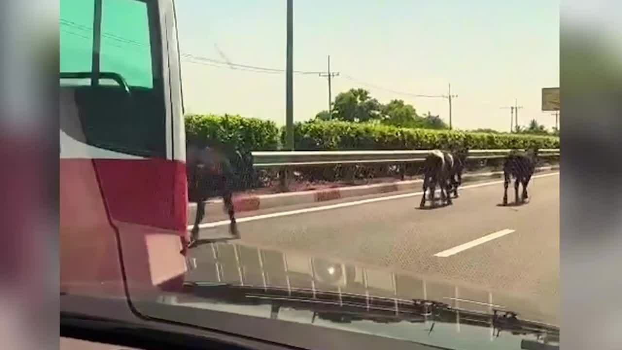胡志明市-隆城高速公路上牛群奔跑