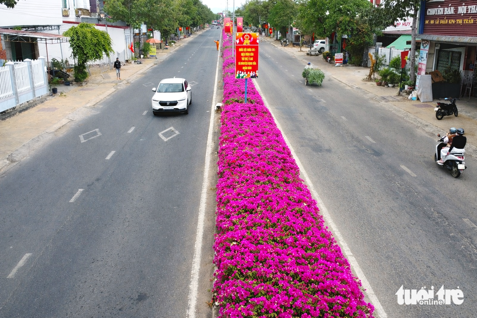 寧順舊高地的紫色紙花大道吸引遊客駐足