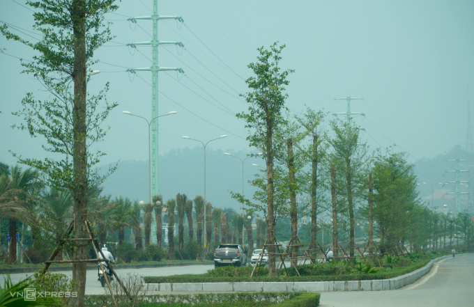 在清化市中心种植台湾榄仁树 | 越南中文社|越南新闻与政策信息中文平台