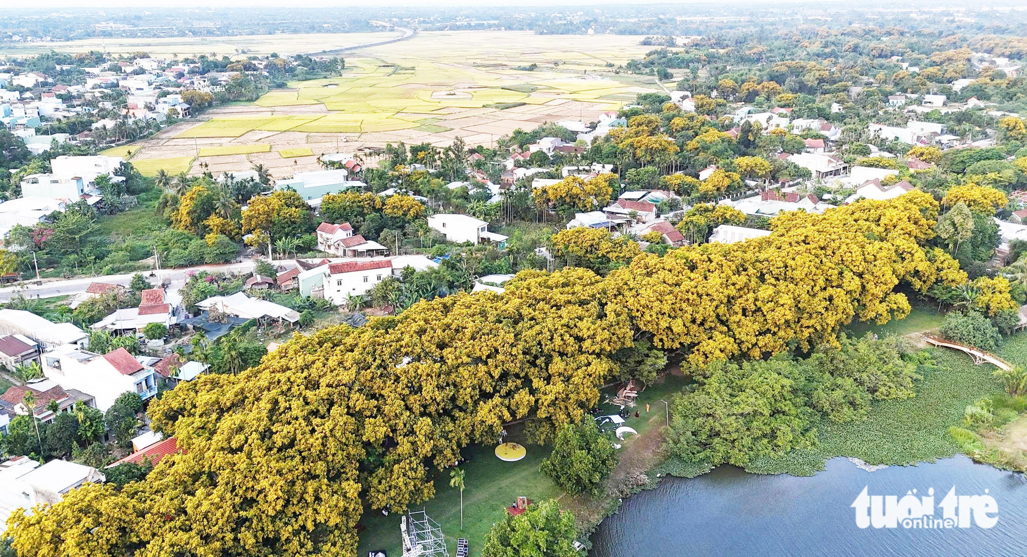 遊客乘坐熱氣球觀賞古老黃花梨遺產樹叢興致盎然