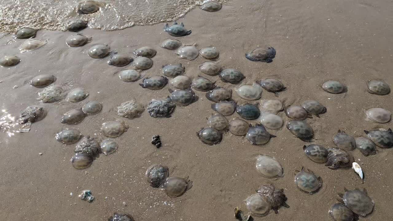 頭頓後灘出現大量海蟲和水母
