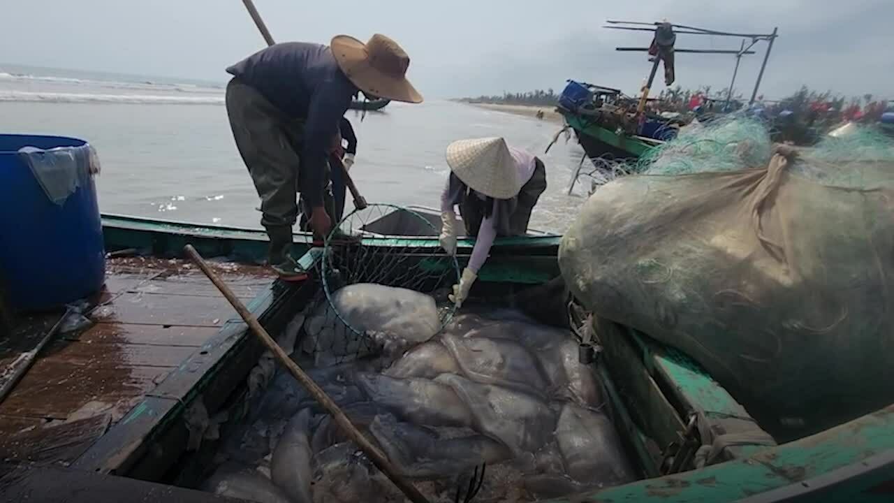漁民捕獲大量海蜇