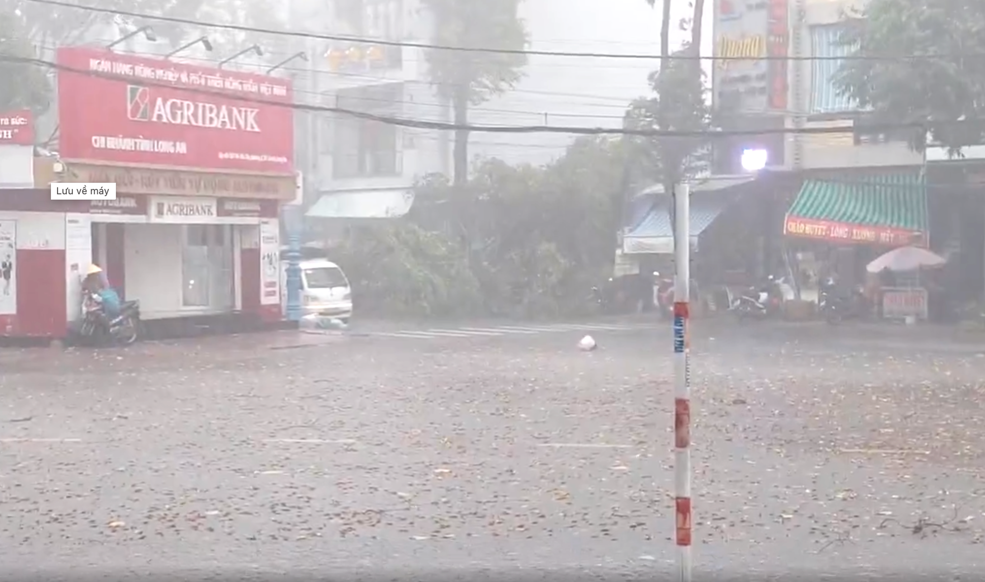 新安市大雨，多棵树木倒下