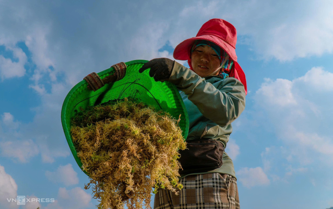 在海拔2000多米的伊堤種植苔蘚