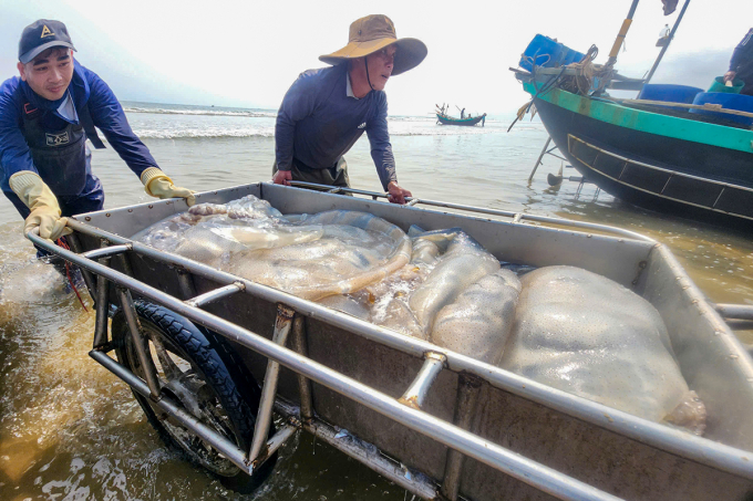 漁民捕獲大量海蜇