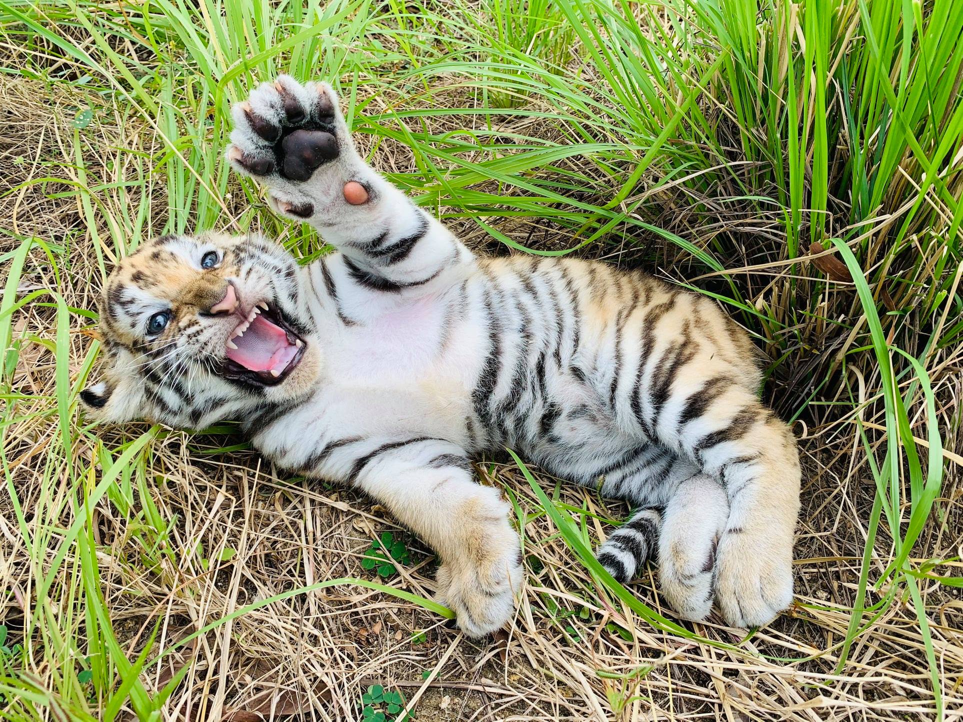 歸仁FLC動物園的孟加拉虎產下三隻可愛幼崽