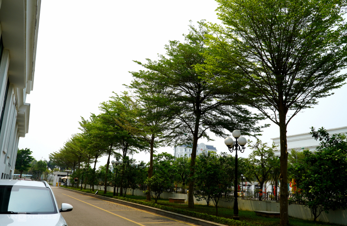 在清化市中心種植臺灣欖仁樹