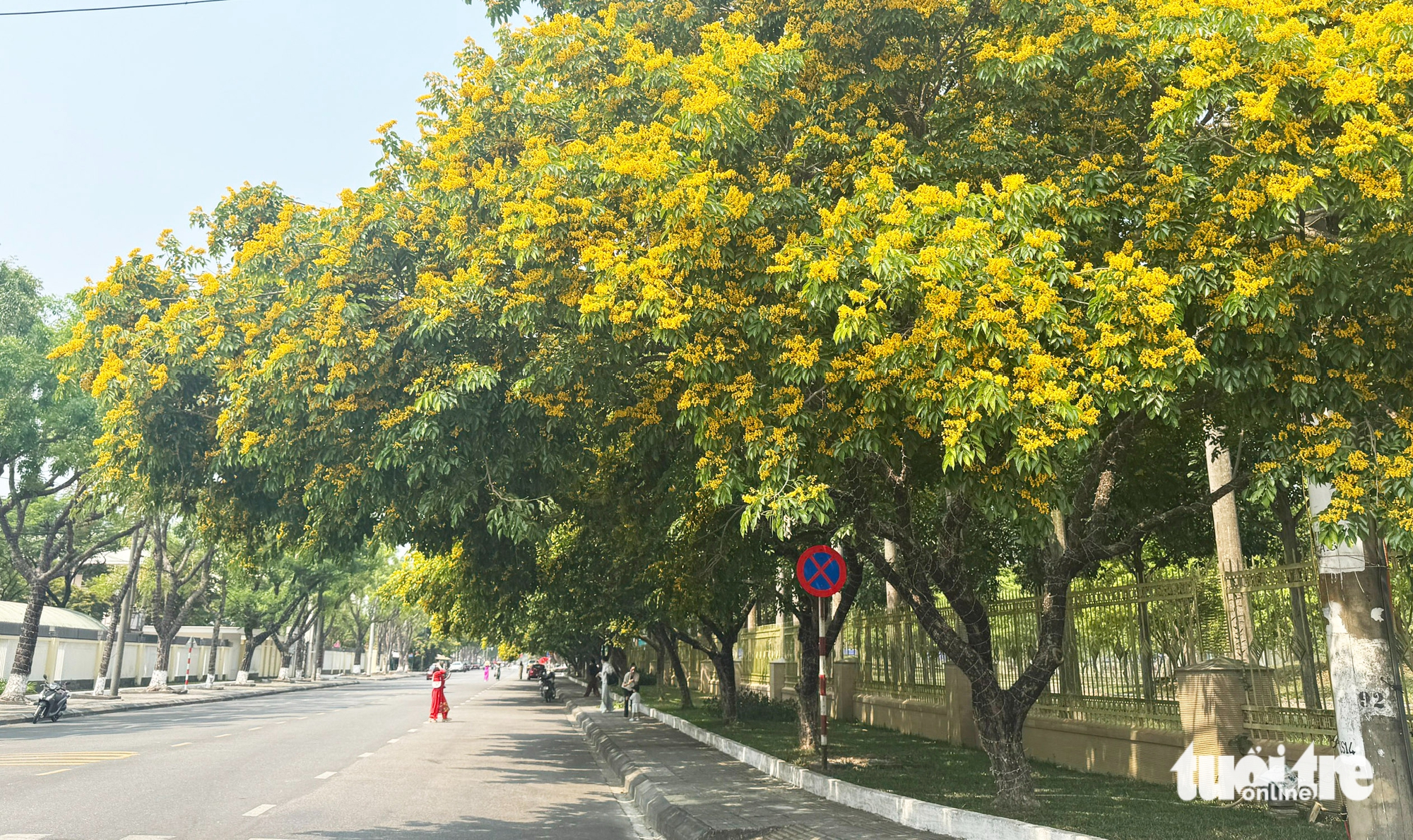 峴港南部金黃色的黃花風鈴木,香茶黃花風鈴木節“留住”遊客