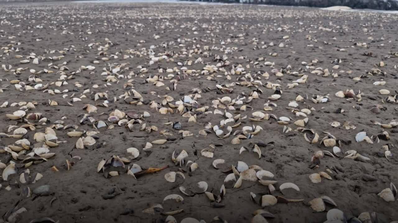 120噸蛤蜊死亡,灘塗一片白