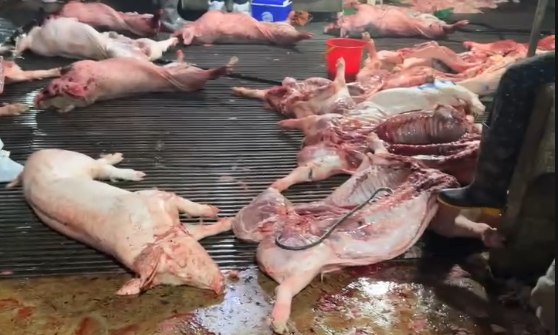 检疫官员索贿，为3600头病猪“开绿灯”进入市场和学校食堂