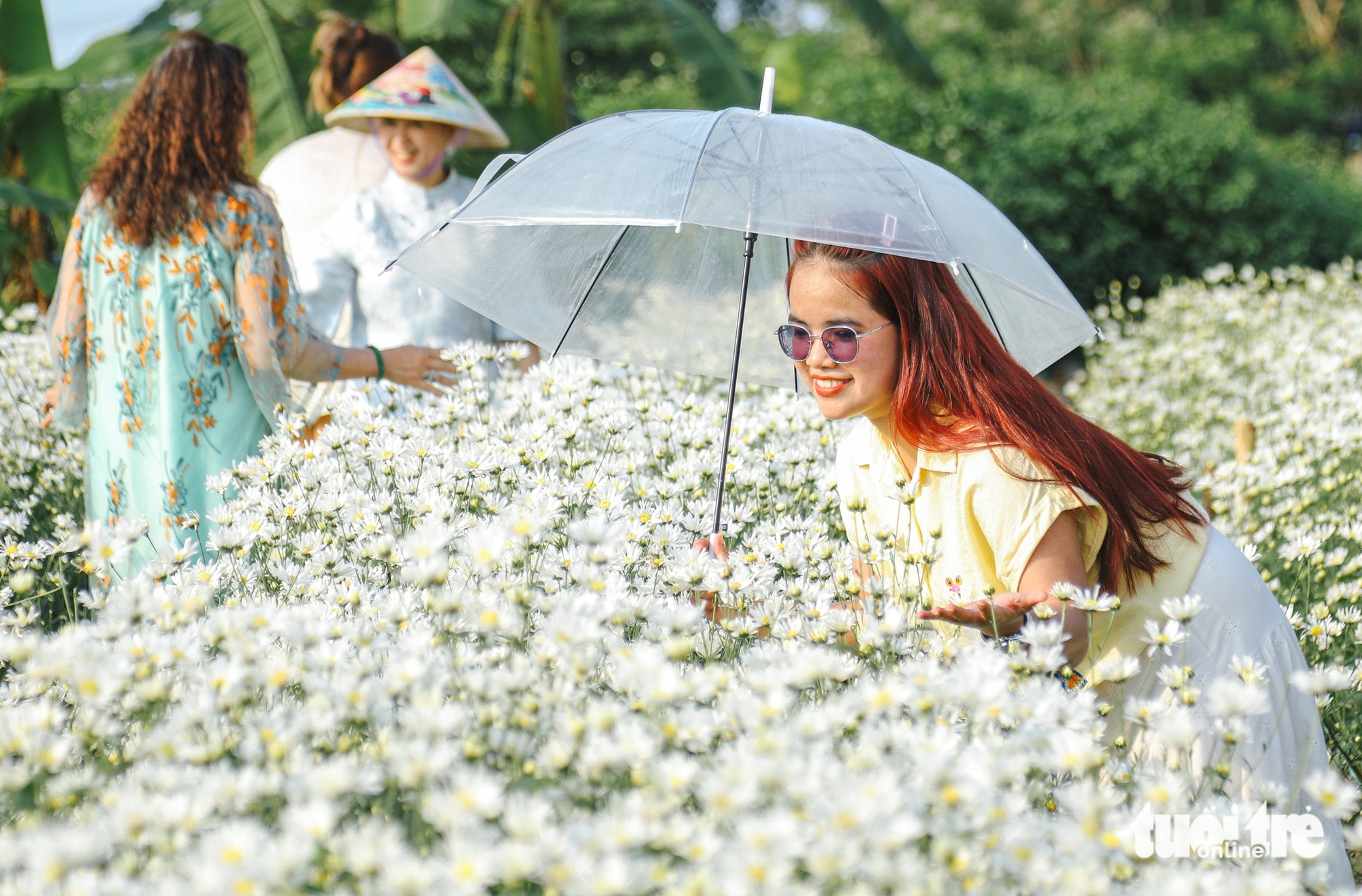 反季節雛菊花園吸引遊客在峴港市中心打卡
