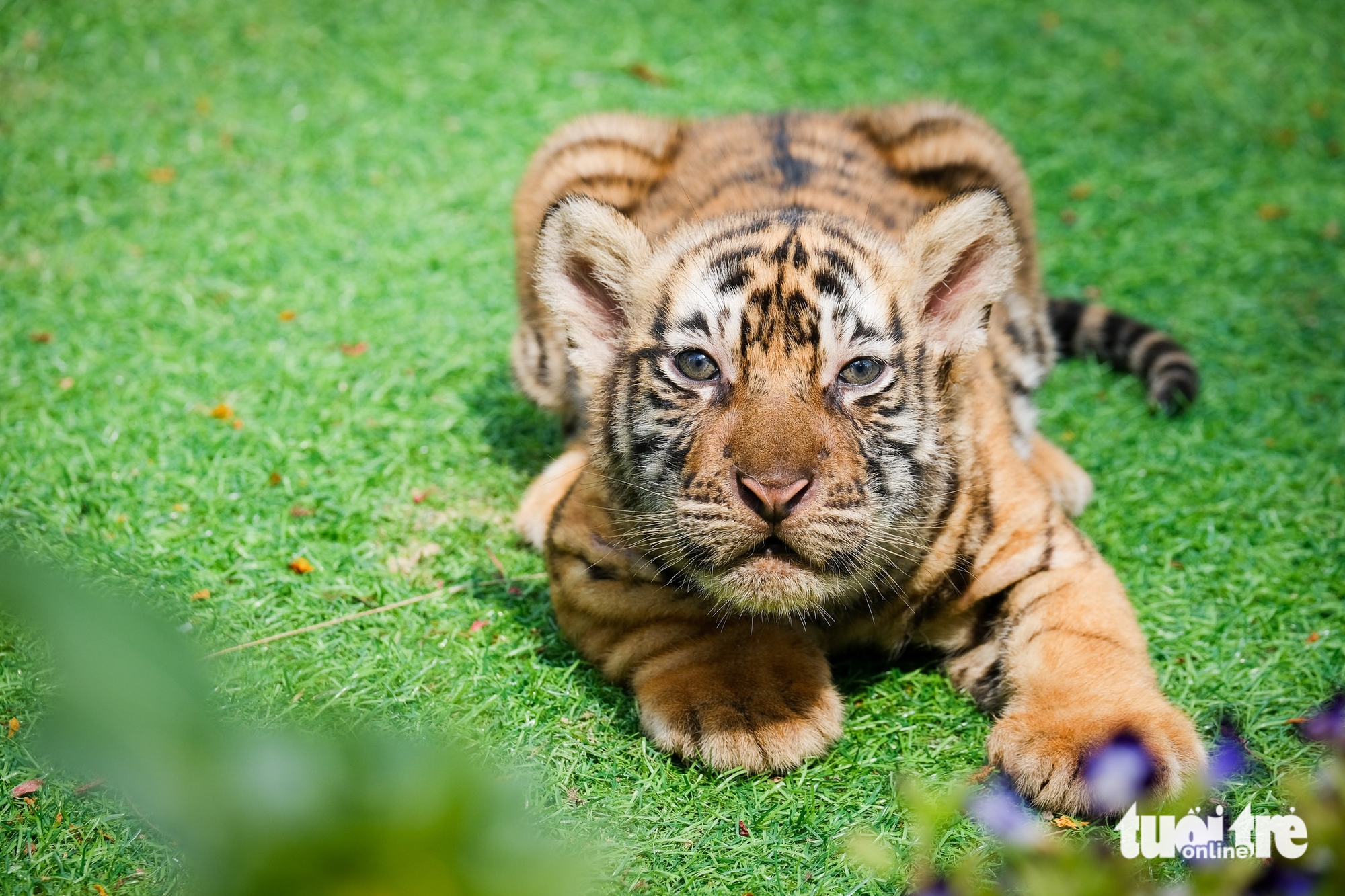 聽講歸仁FLC動物園孟加拉虎產崽的故事