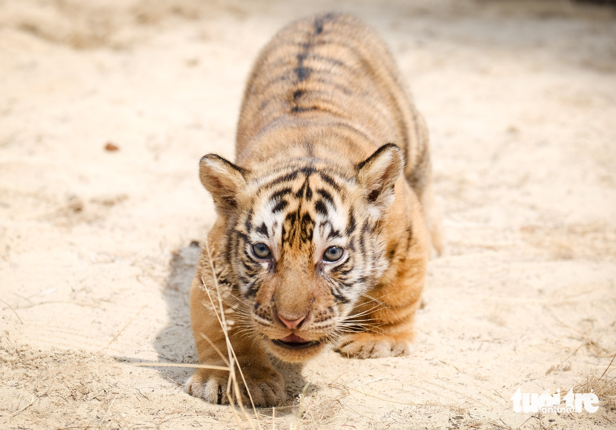 聽講歸仁FLC動物園孟加拉虎產崽的故事
