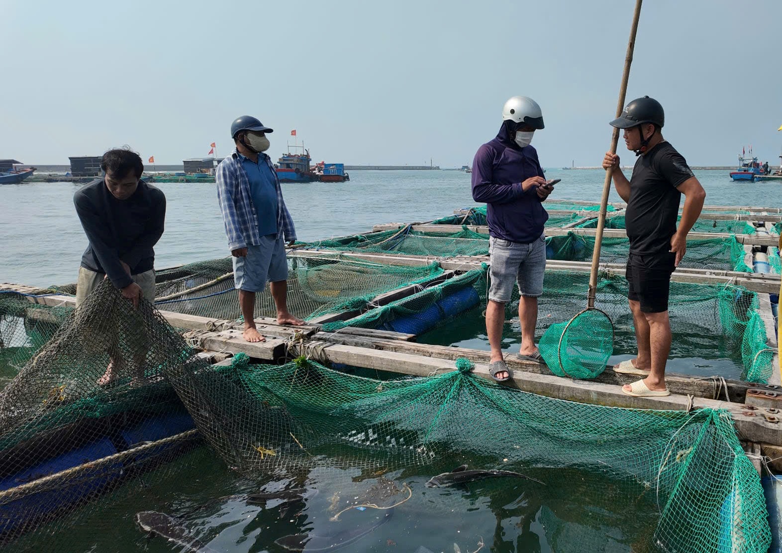 越南廣義省李山島網箱養殖超過90噸石斑魚因‘機會性細菌’爆發而死亡