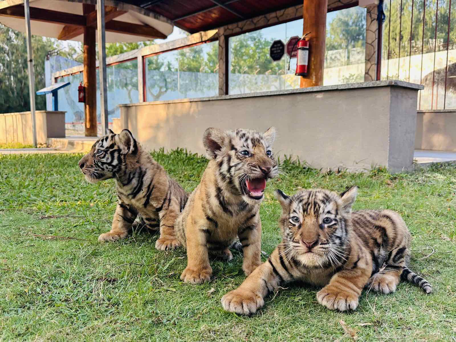 歸仁FLC動物園的孟加拉虎產下三隻可愛幼崽