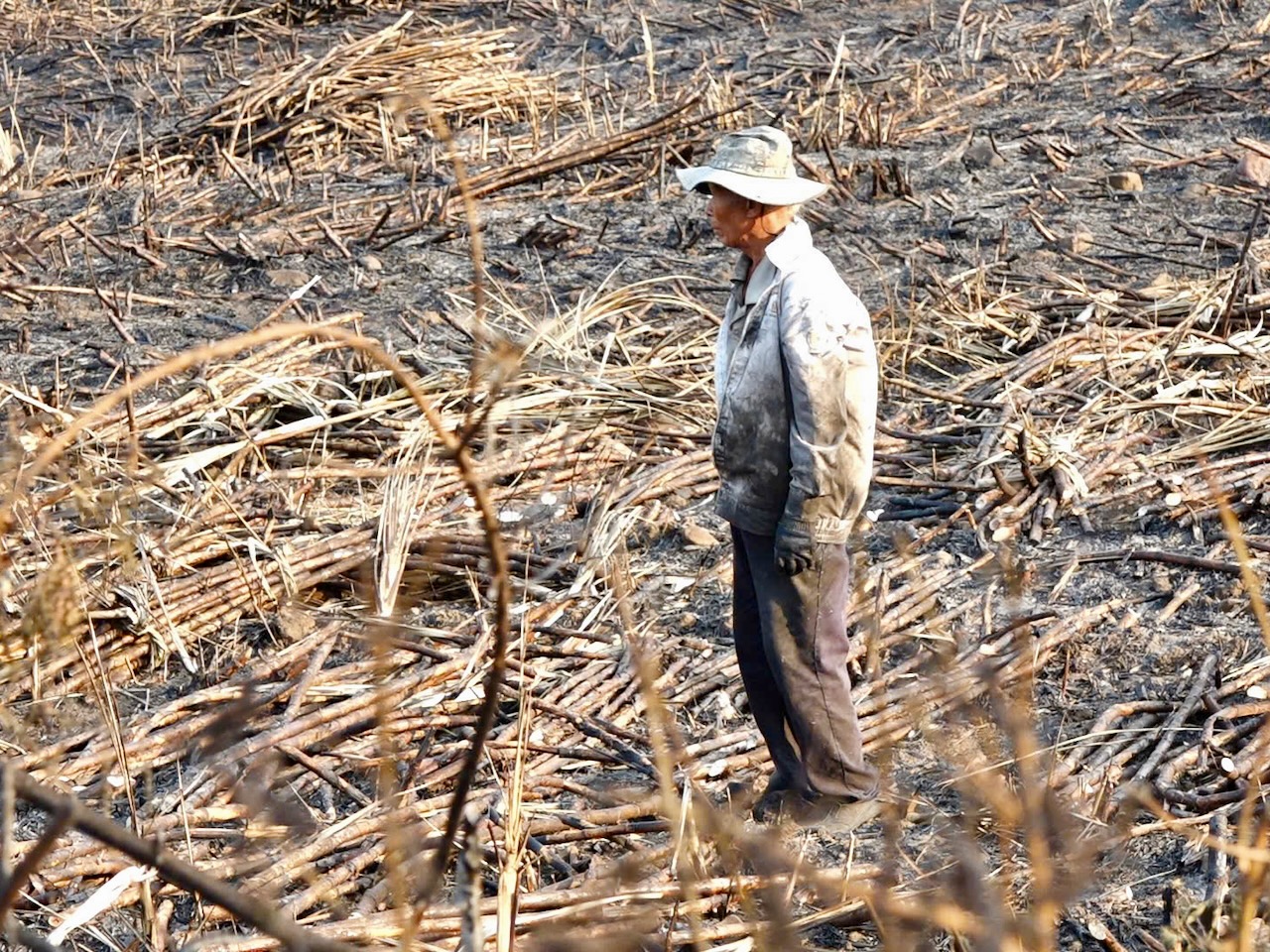 持續高溫，甘蔗田接連起火，農民損失慘重
