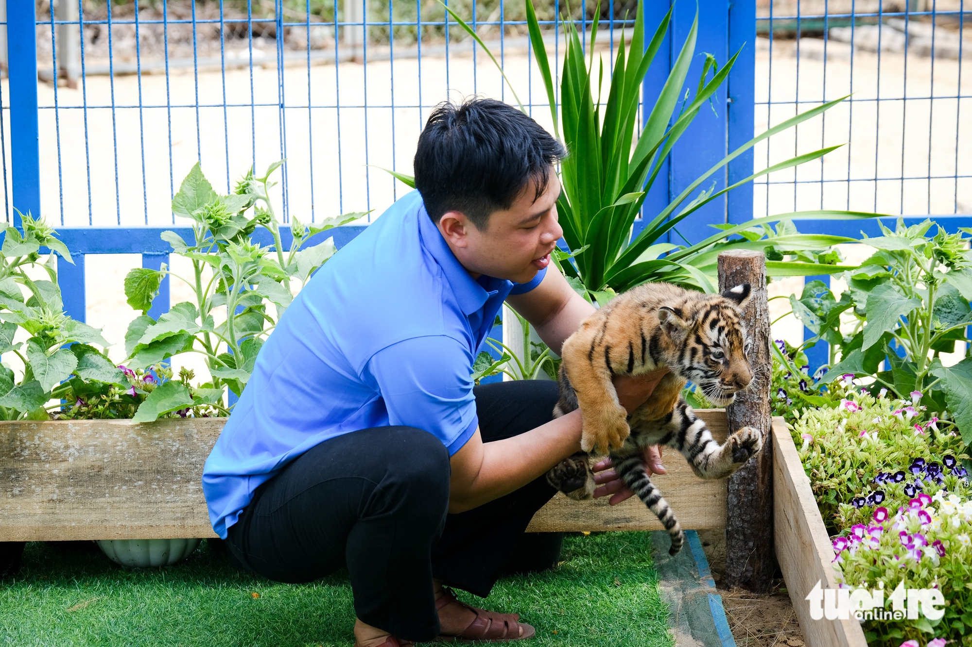 聽講歸仁FLC動物園孟加拉虎產崽的故事
