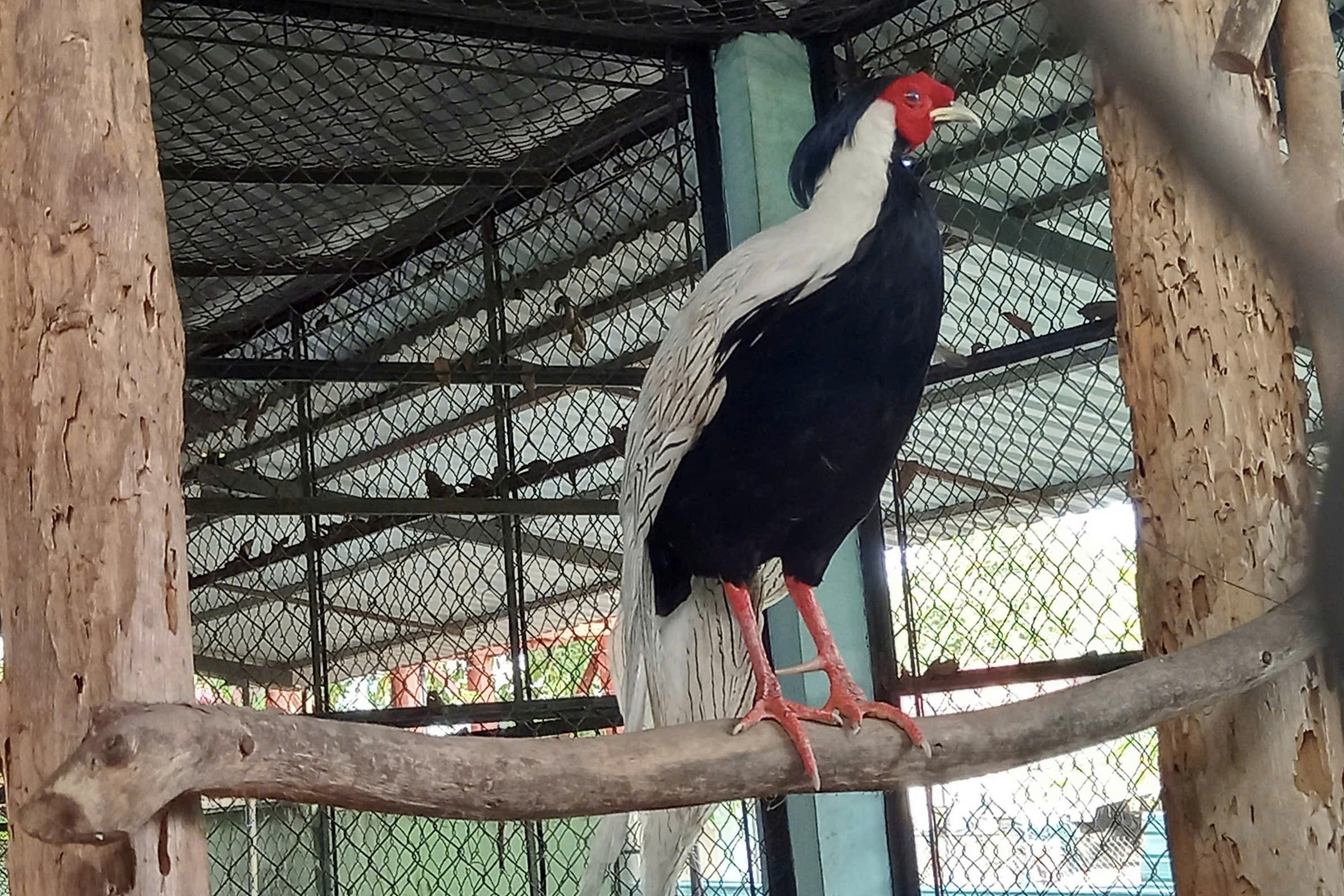 將白鷳等18種野生動物放歸上烏明國家公園