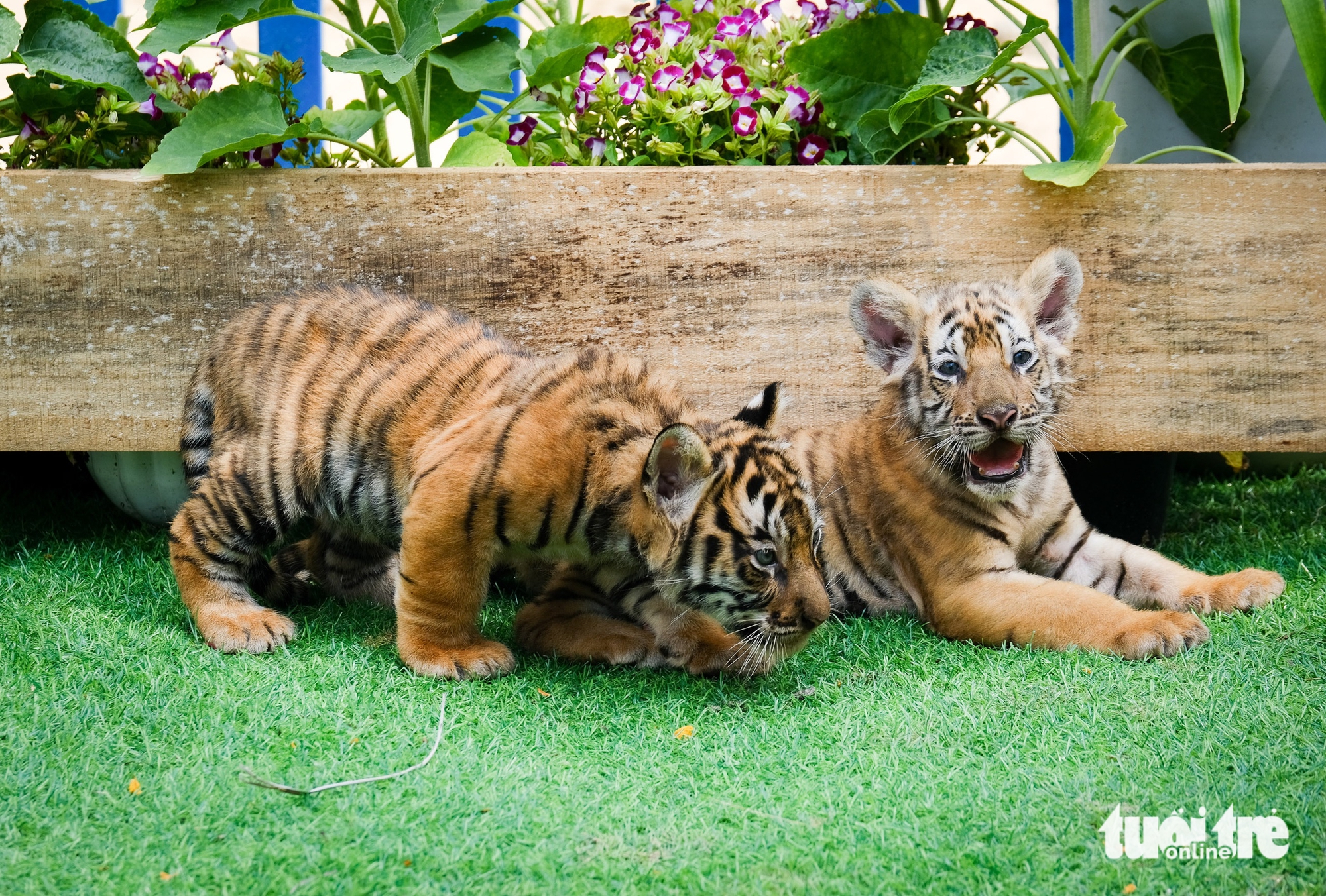 聽講歸仁FLC動物園孟加拉虎產崽的故事