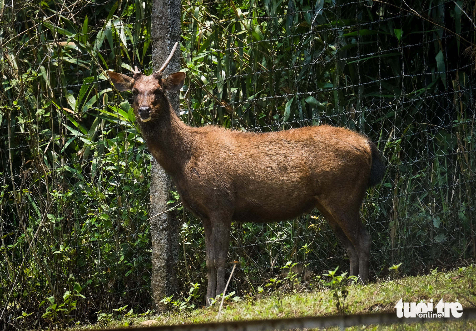 觀賞昆卡京國家公園的“珍寶”梅花鹿群