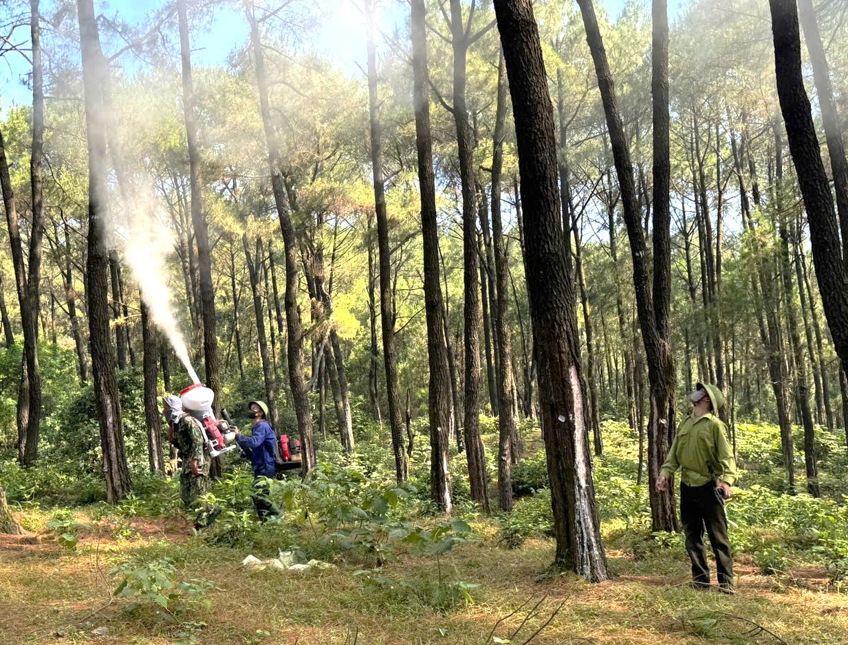 毛虫出现威胁数百公顷松林