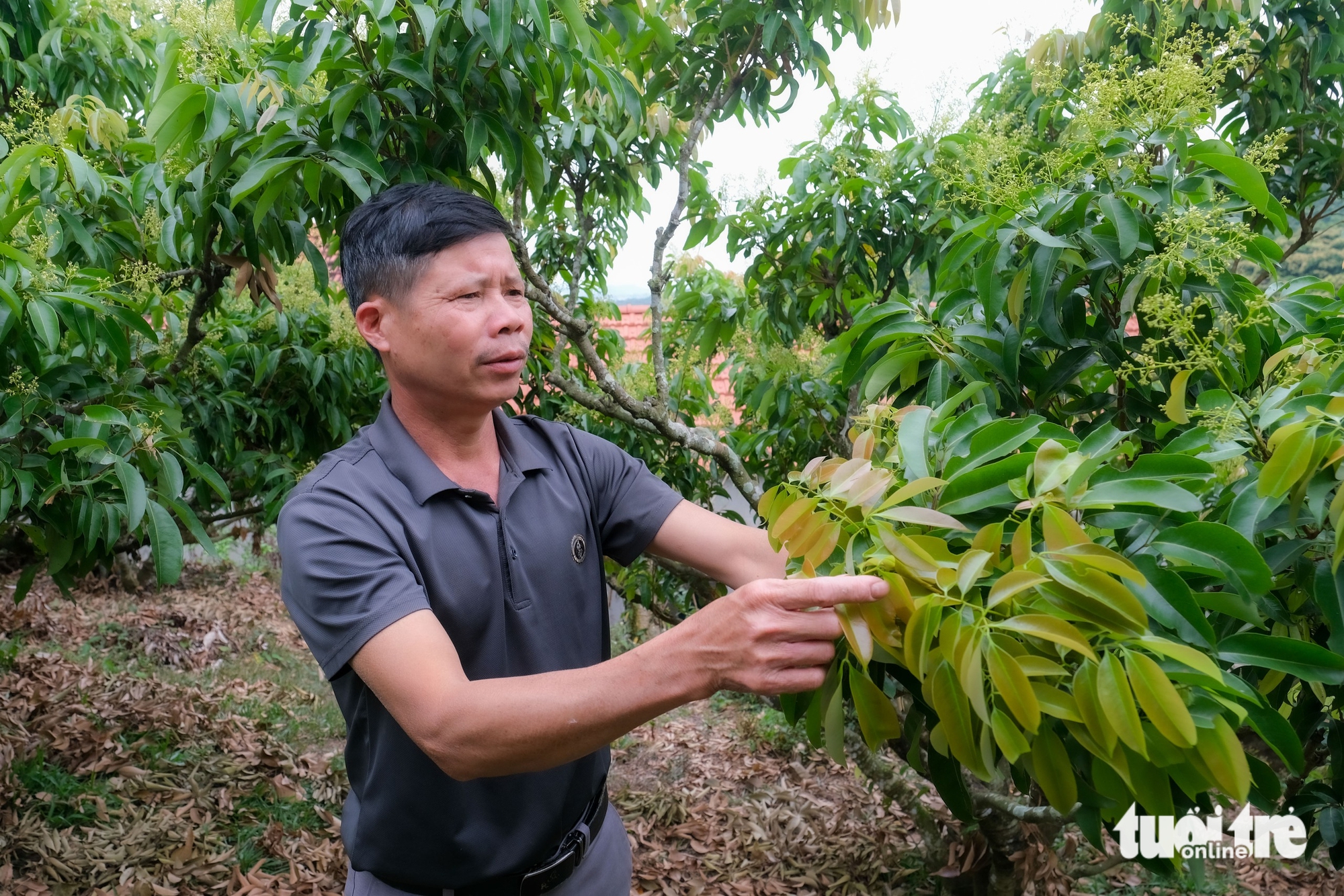 荔枝之都面臨旺季:擔憂產量下降,決心保持質量