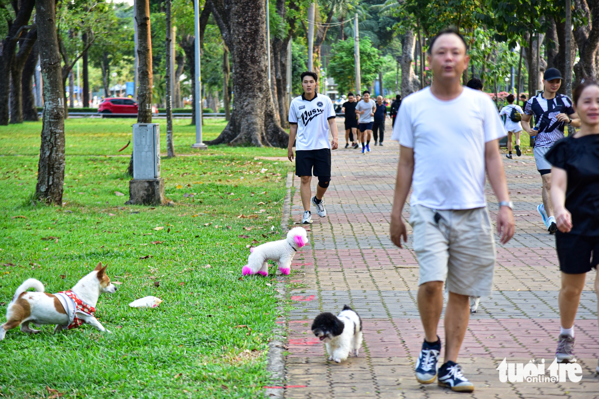 嘉定公園內到處可見未拴繩、未戴嘴套的狗亂跑