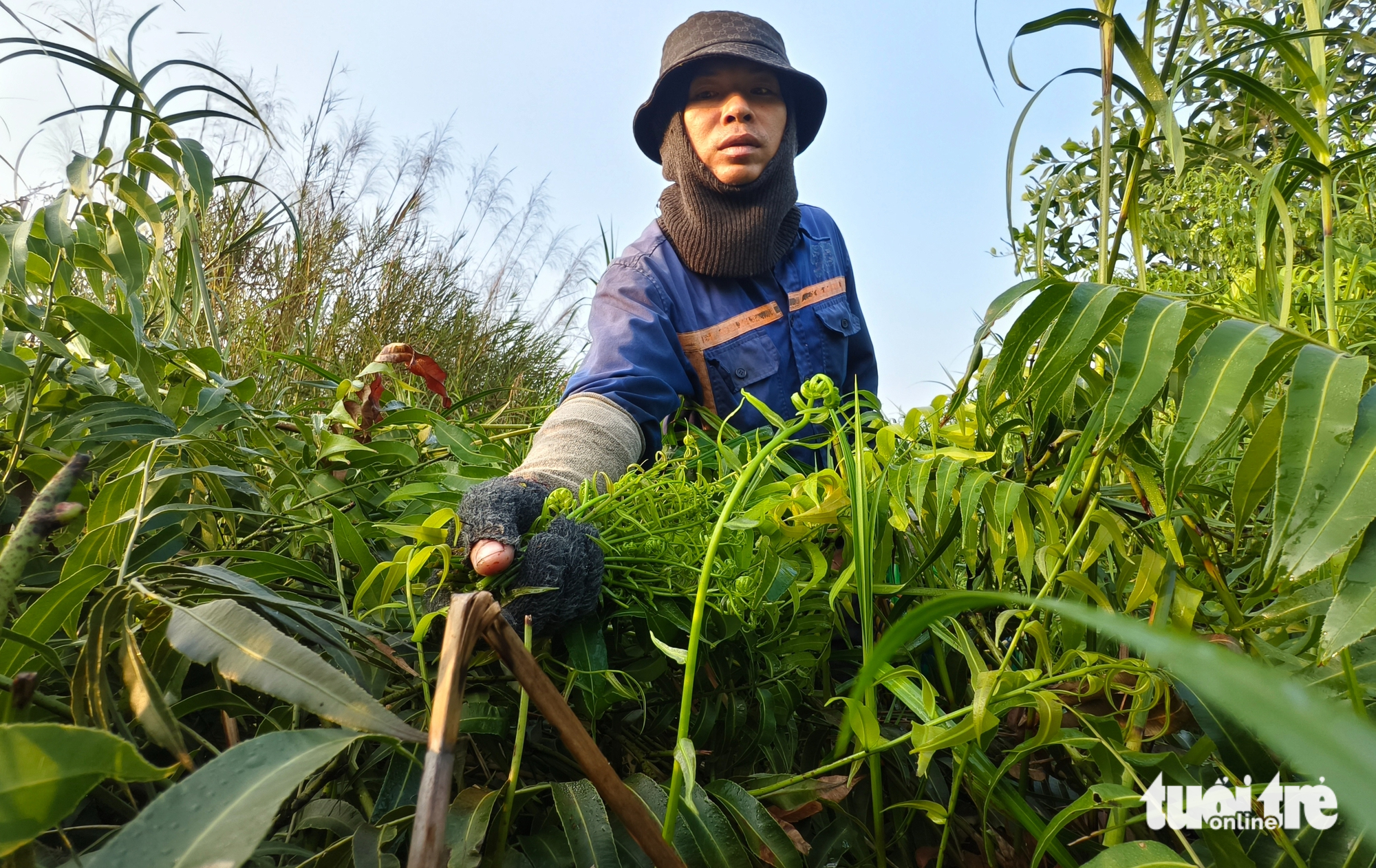 潛入灌木叢,在胡志明市周邊採摘蕨菜謀生