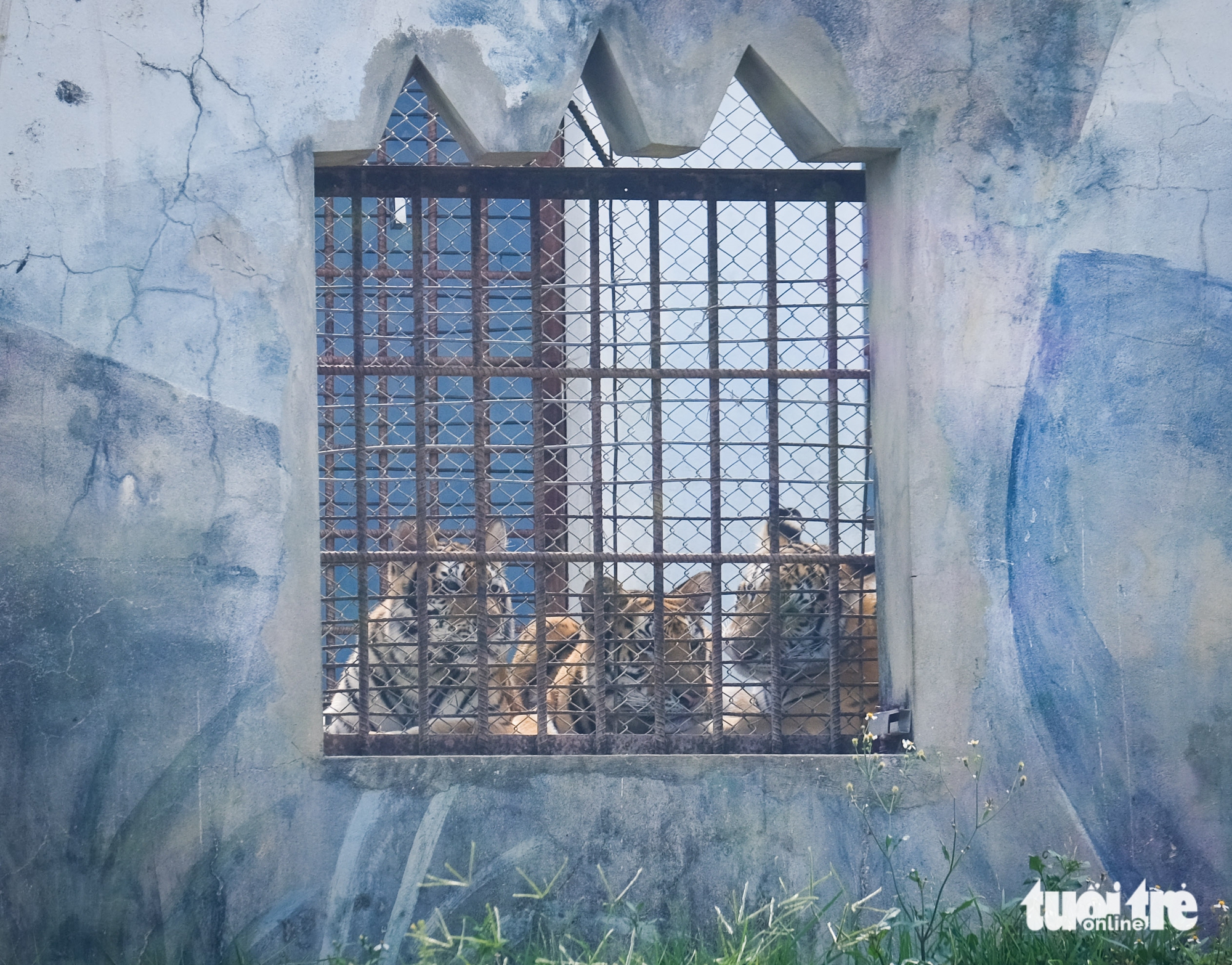 聽講歸仁FLC動物園孟加拉虎產崽的故事