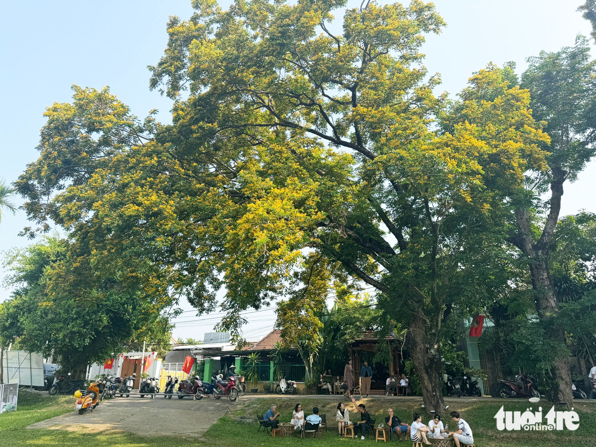 峴港南部金黃色的黃花風鈴木,香茶黃花風鈴木節“留住”遊客