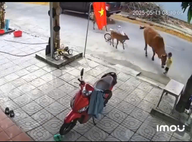 核实放养牛群主人，牛在岘港街头撞伤小孩