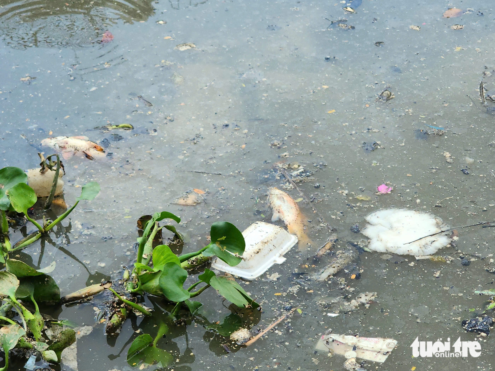 雨季初雨后，Nhiêu Lộc - Thị Nghè运河上鱼群密集浮出水面