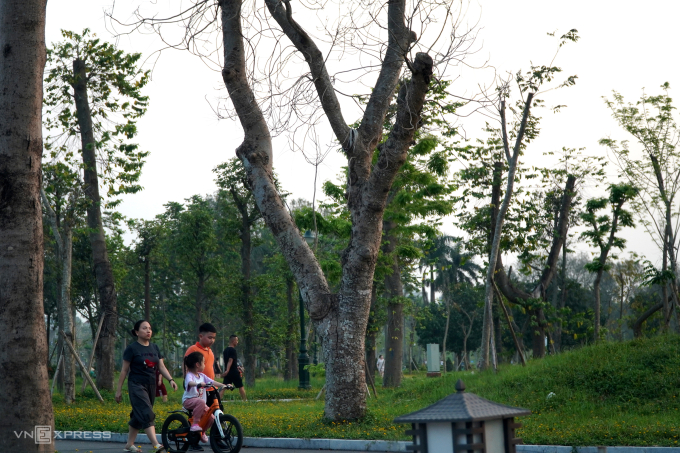 清化省最大公園樹木大量死亡