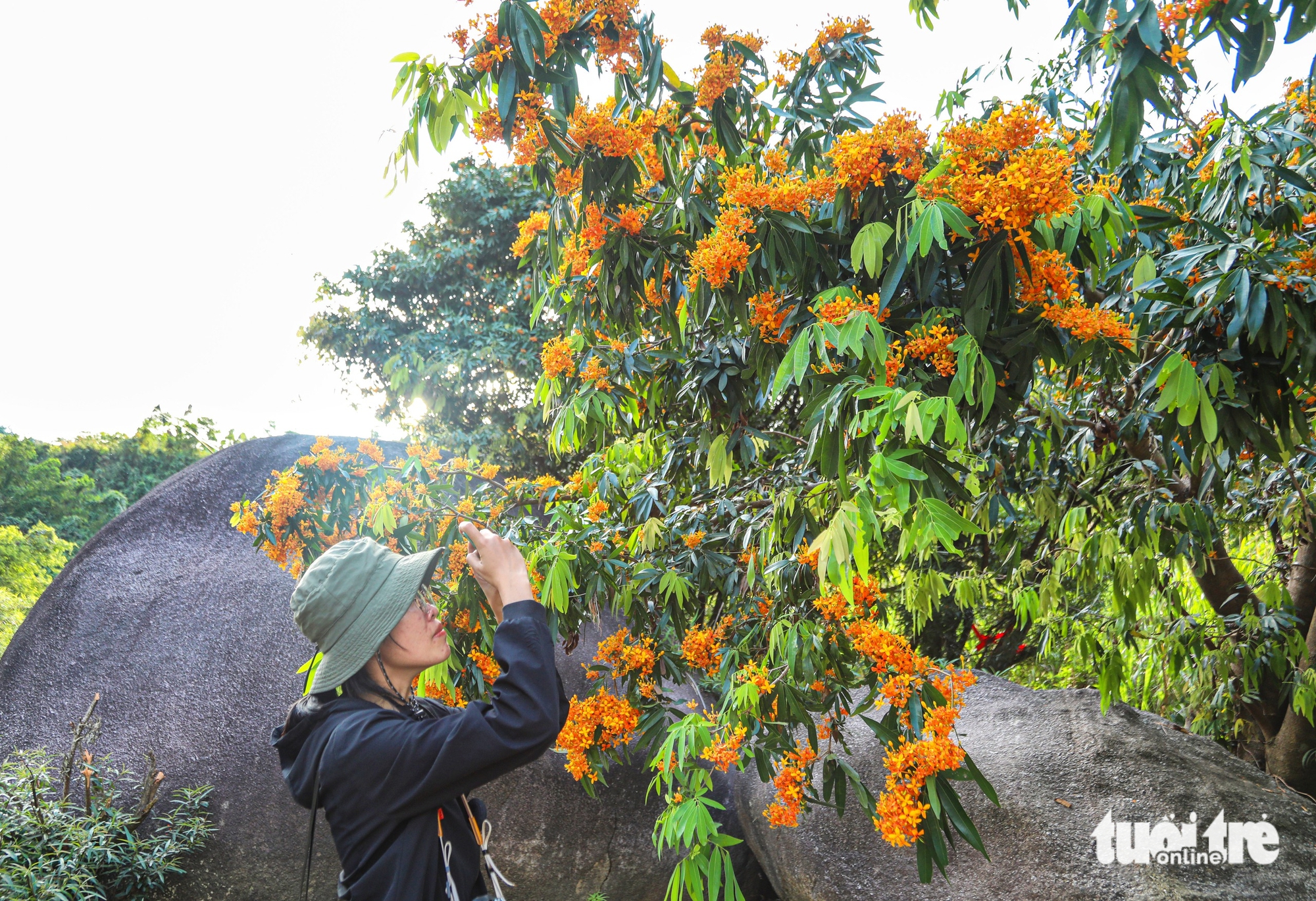 森林野花綻放,描繪峴港山間的‘花溪’