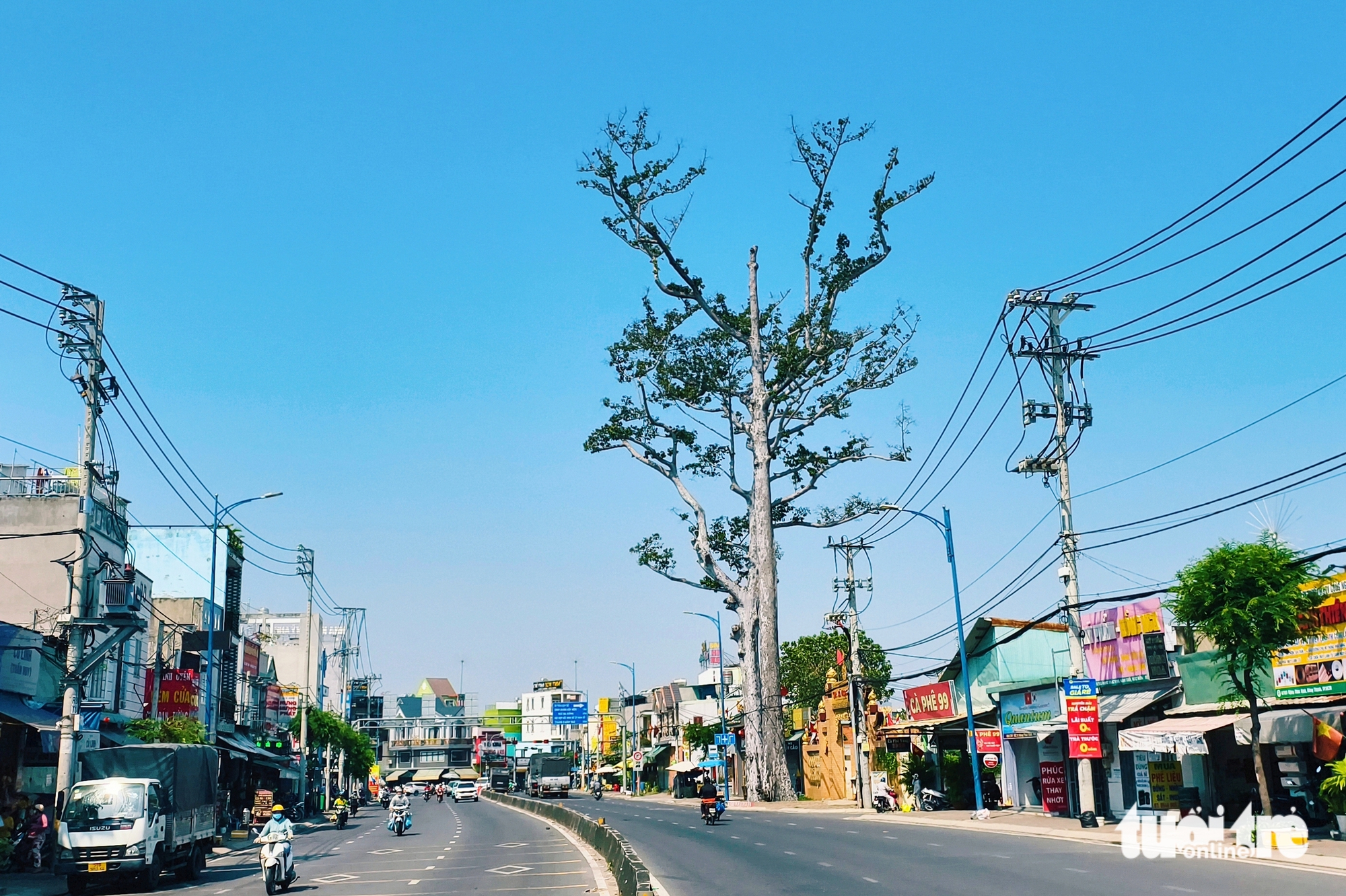 胡志明市东盛乡路边两棵百年油桐树引人注目