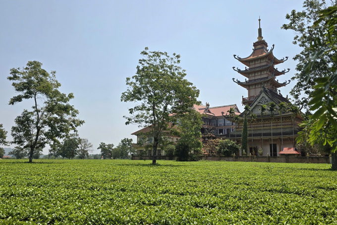 嘉萊省保留超過60公頃茶葉用於旅遊
