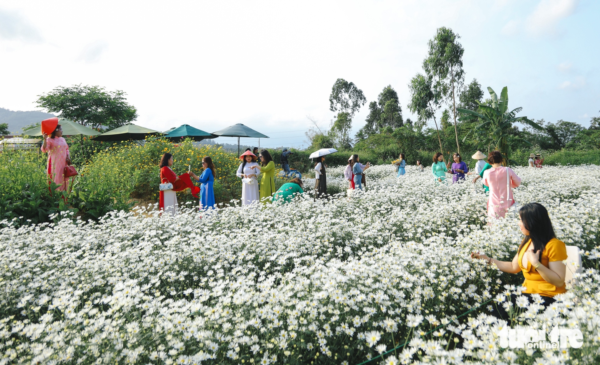 反季節雛菊花園吸引遊客在峴港市中心打卡