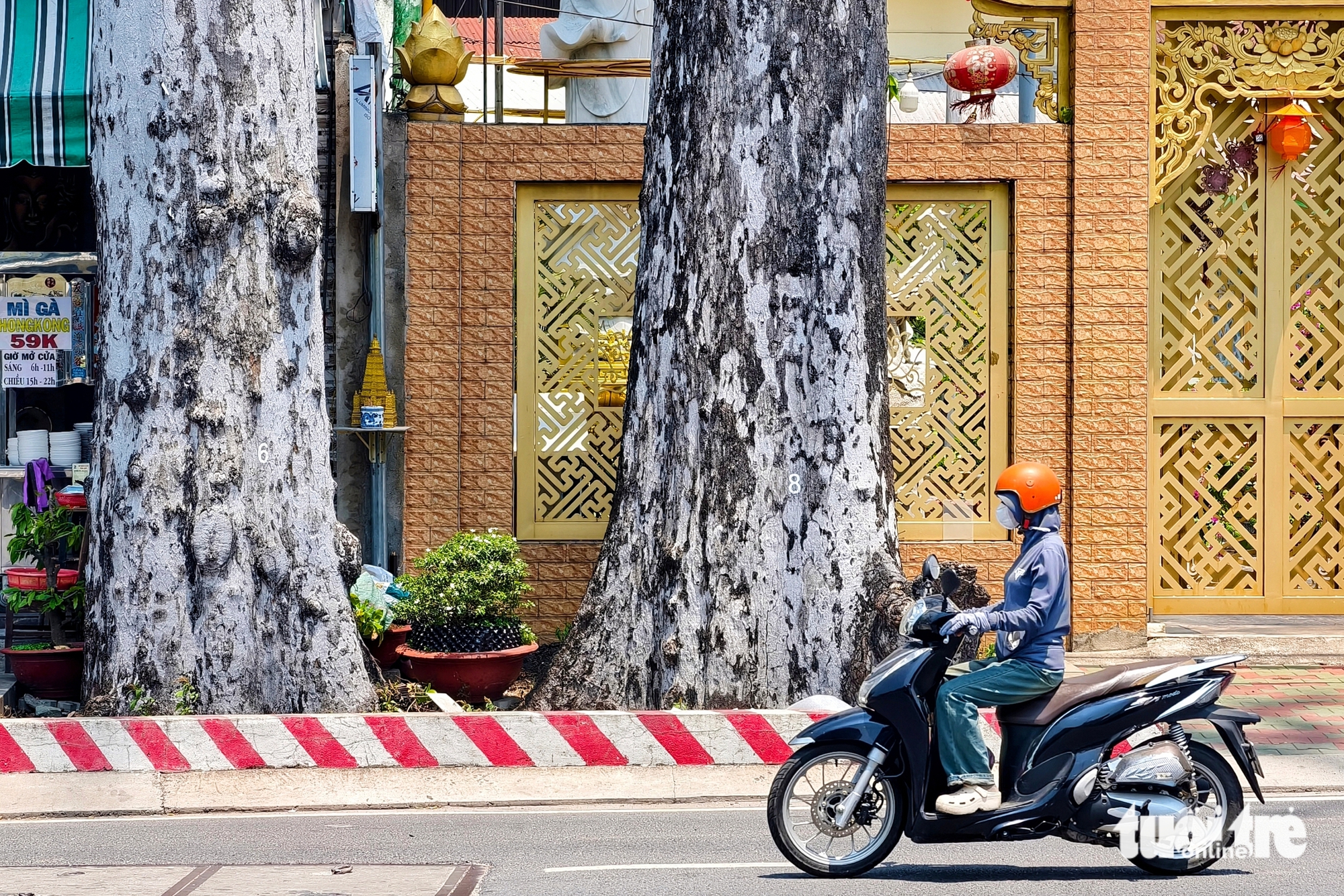 胡志明市东盛乡路边两棵百年油桐树引人注目