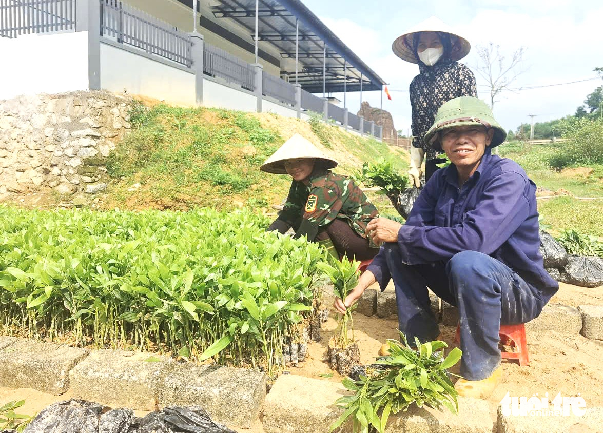 桉樹苗價格翻倍且短缺給造林者帶來困難