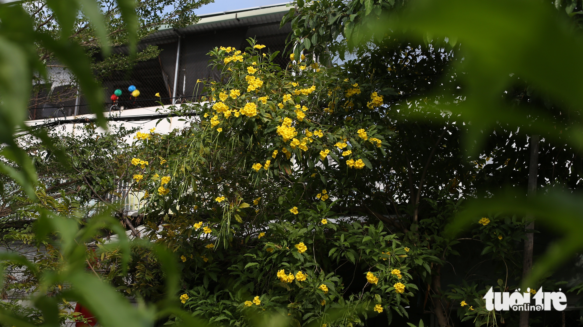黃鐘花在胡志明市多條街道上綻放