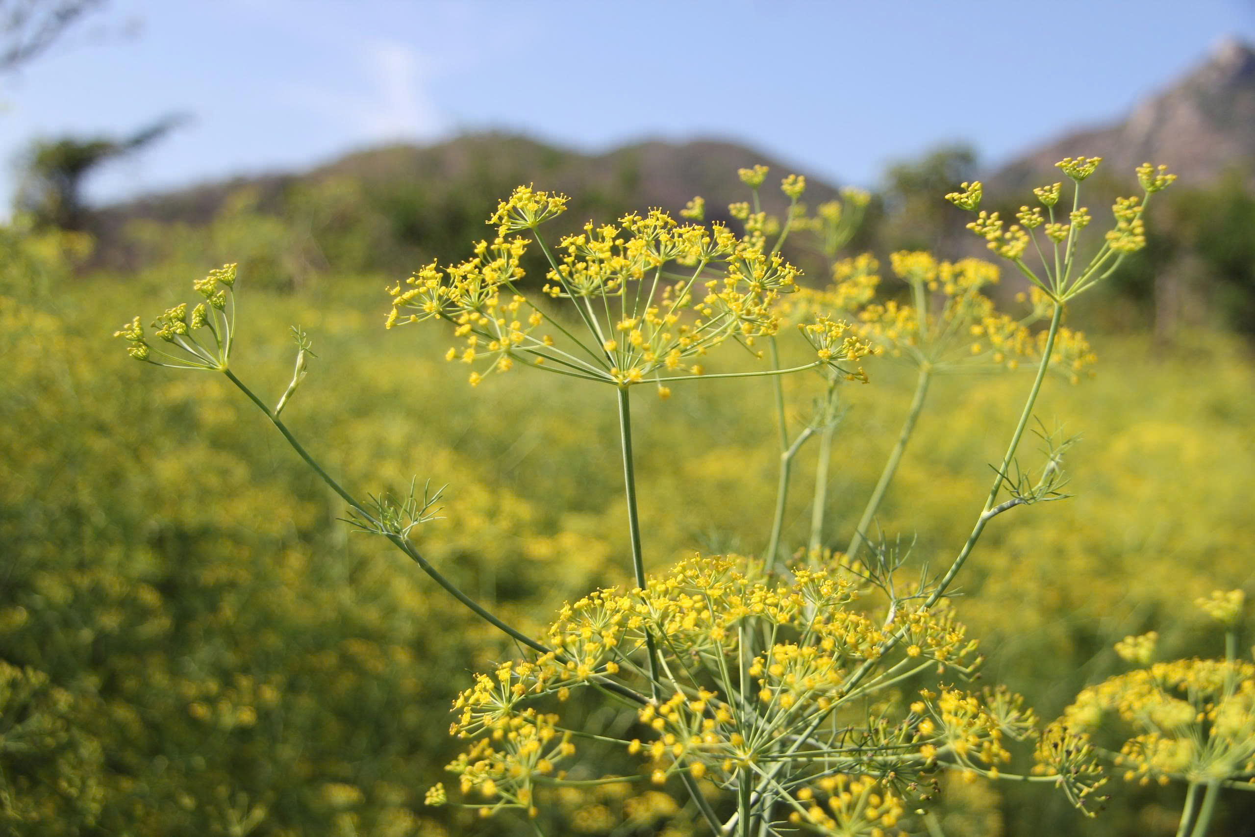 茴香花園'走紅',吸引數百年輕人打卡拍照