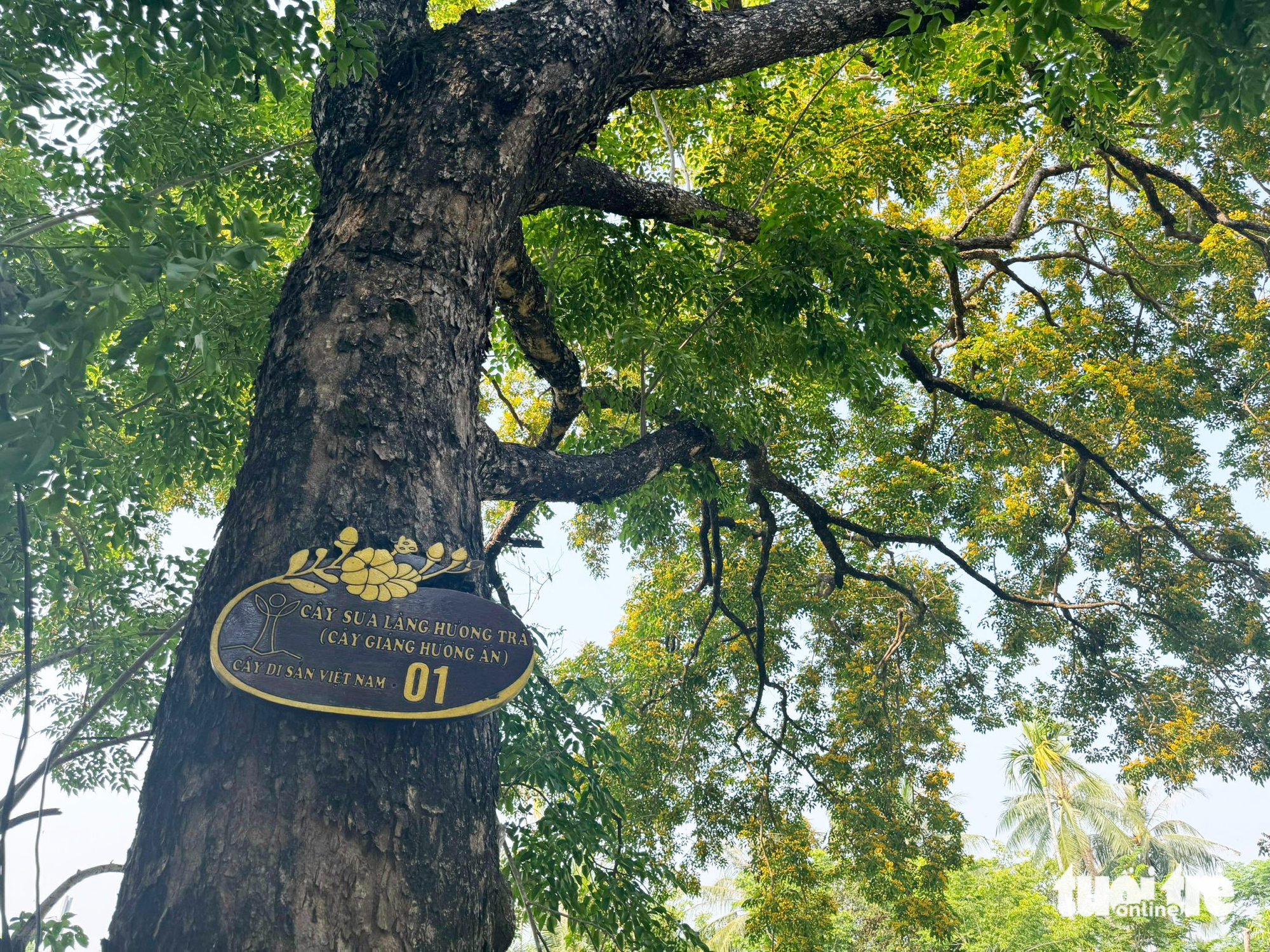 峴港南部金黃色的黃花風鈴木,香茶黃花風鈴木節“留住”遊客